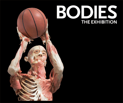 Bodies Nyc Exhibit